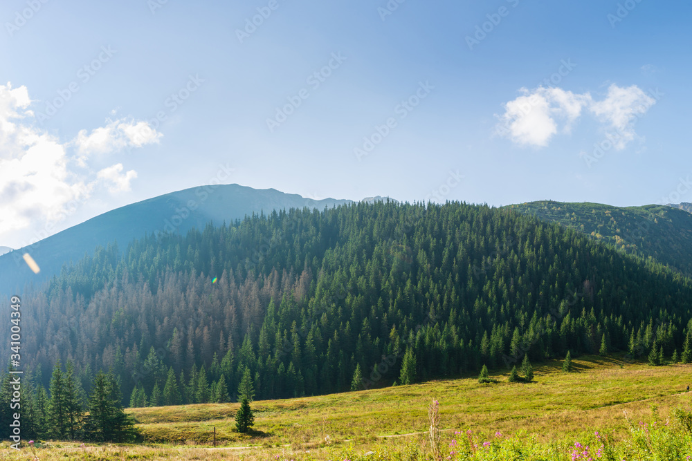 Forest and Polish mountains Tatry on a beautiful sunny day