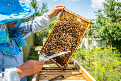 The beekeeper checks the hive