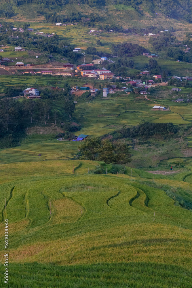 Paisaje de los arrozales verdes de Vietnam