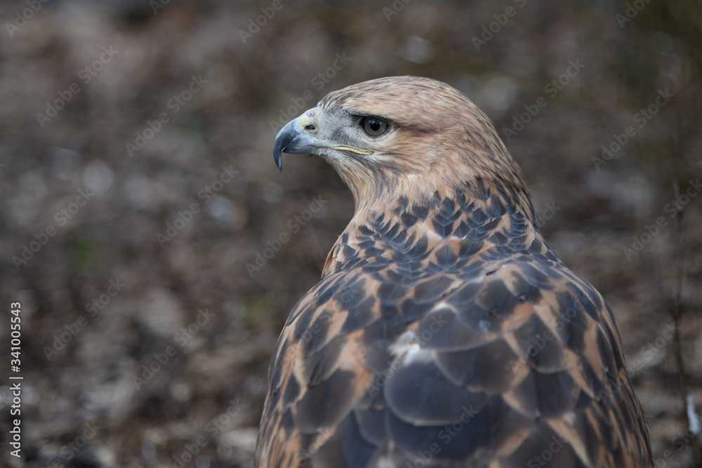 Buzzard buteo close up portrait raptor bird Buzzard buteo close up portrait raptor bird
