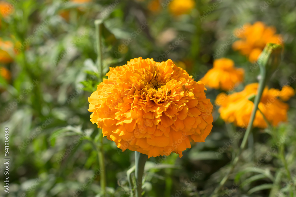 close up of beautiful marigold flower in a garden close up of beautiful marigold flower in a garden