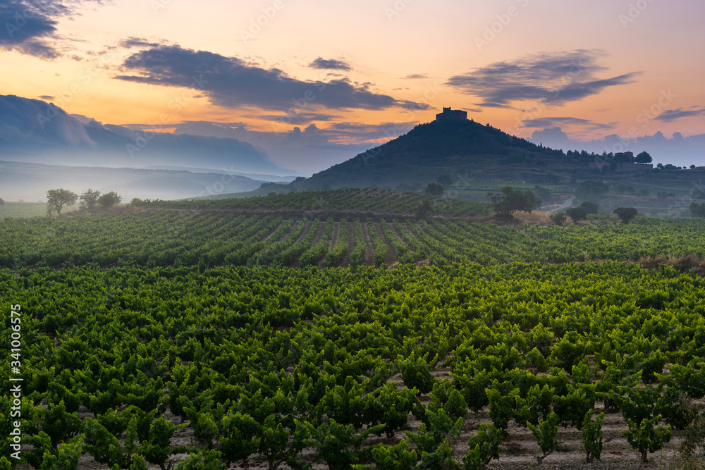 Vineyard with Davalillo castle as background at sunrise, La Rioja, Spain