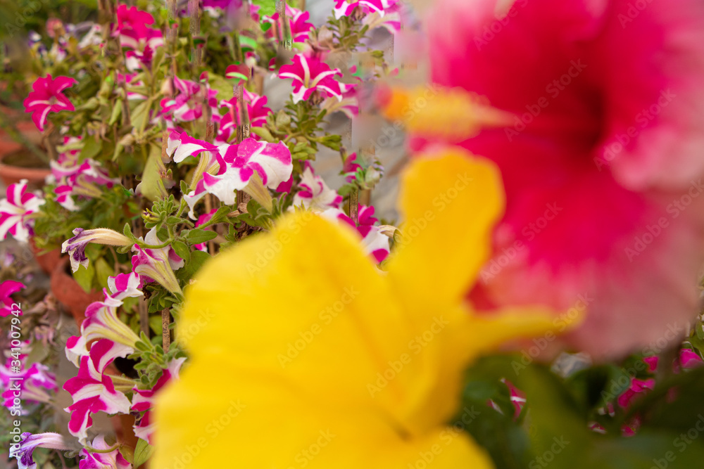 Obraz premium phlox flowers with hazy china rose in the foreground
