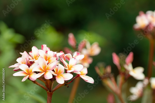 Fototapeta Naklejka Na Ścianę i Meble -  bastard teak: Palash flower in summers