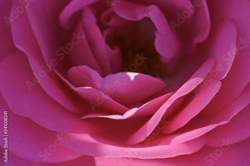 Macro photography of a beautiful mooth pink rose. Delicate flowers petals. Natural colorful textured pattern. Suiatble for postcard, backgrounds, design, posters, greeting card.