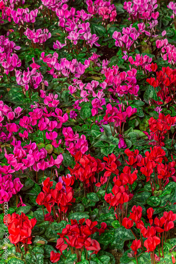 Red flower,Spring Flowers Various Colorful Flowers Grouped