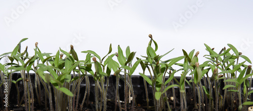 Starting Tomatoes in pots, tomatoes sprouts