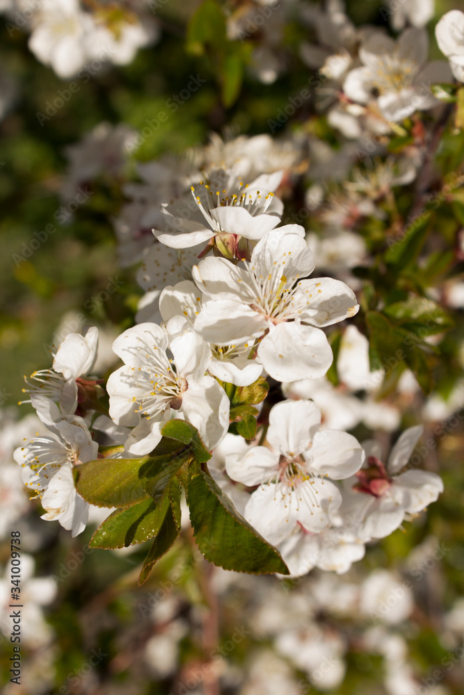 A branch with white flowers and young leaves of a blossoming cherry tree in spring in the garden.