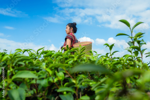 Beautiful asian woman Harvesting tea leaves in the morning, tea leaves in the field of tea, 