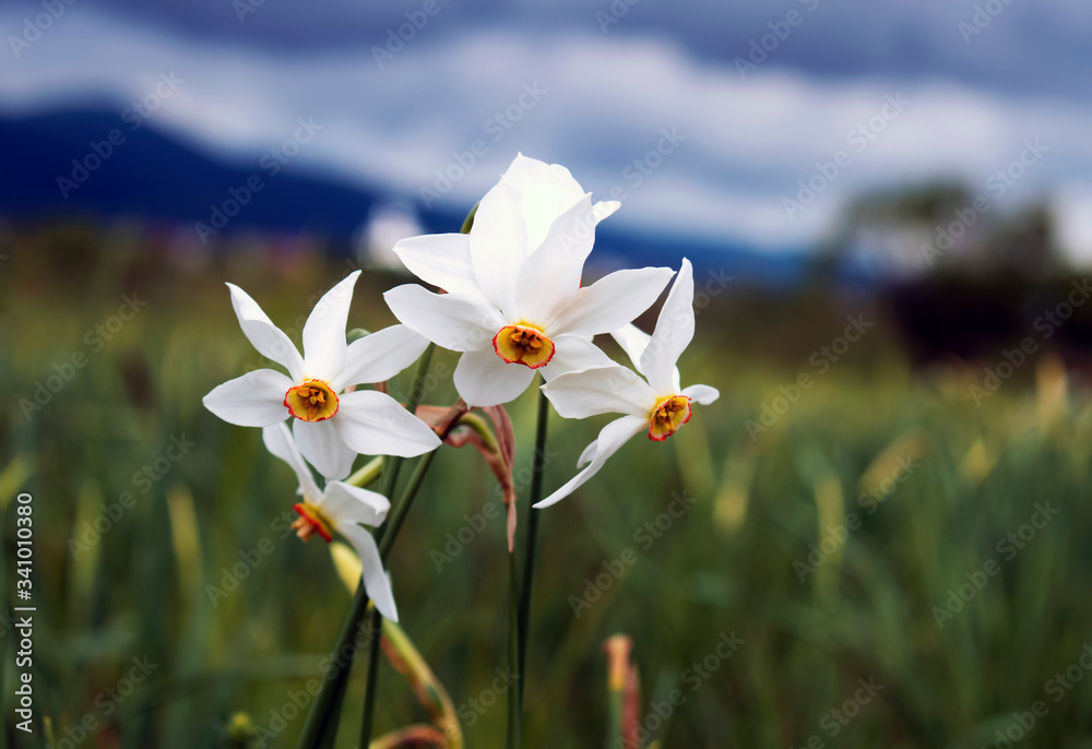 White wild narcissus with yellow center on mountains background