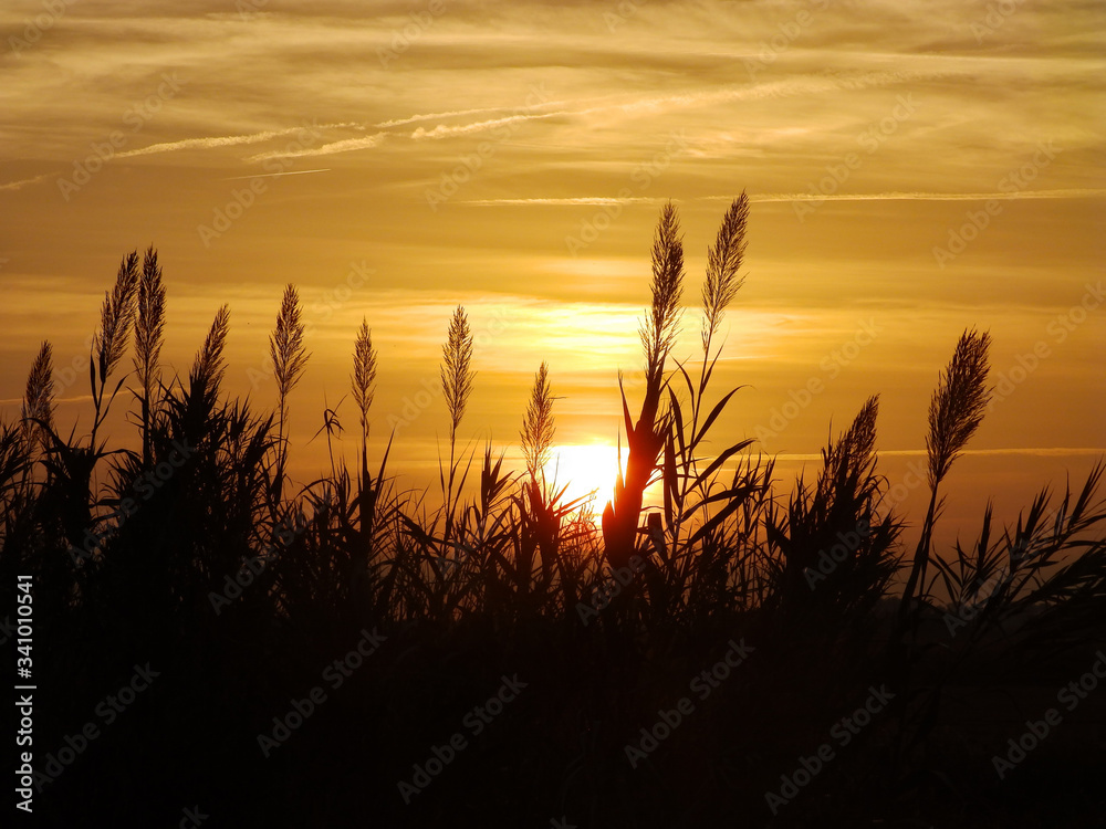 Obraz premium lever de soleil dans les joncs en Camargue