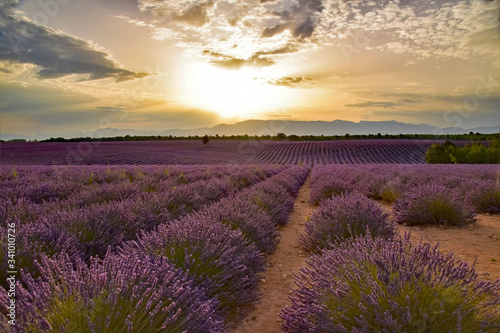 lever de soleil sur un champ de lavandes sur le plateau de Valensole