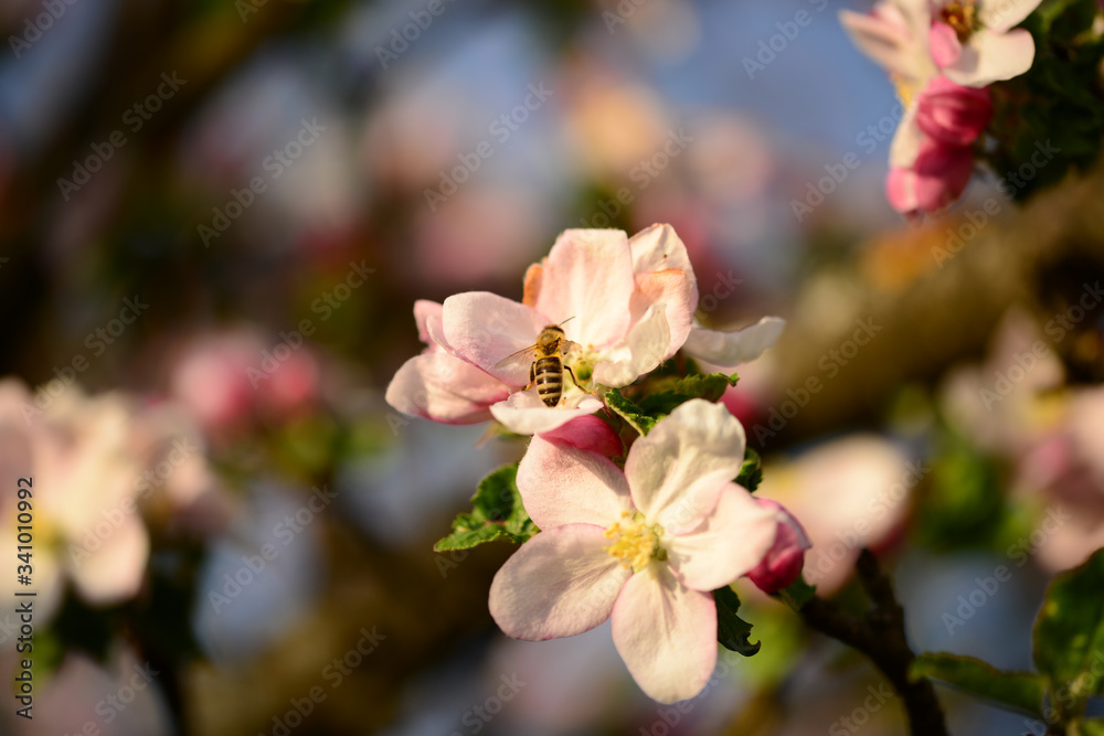 Kirsch- und Apfelblüte mit Biene Kirsch- und Apfelblüte mit Biene