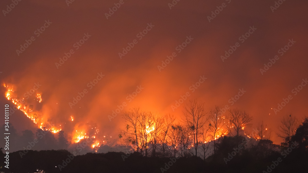 Forest Fire at Night.Wildfire burning forest trees in the mountain.Wildfire caused by humans.