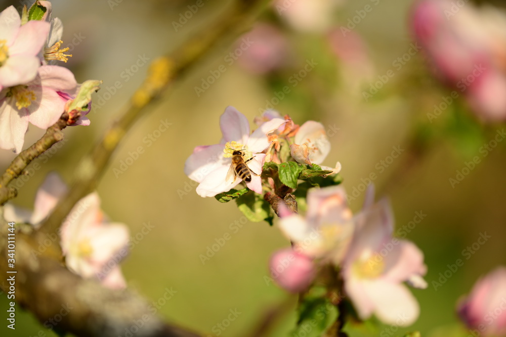 Obraz premium Kirsch- und Apfelblüte mit Biene