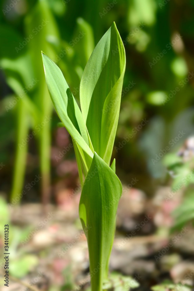 Lily of the valley Lily of the valley