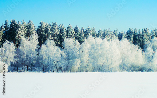 Winter snow forest background Landscapes and cold nature snowy trees reflex © Roman Babakin
