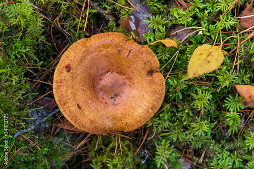 Fresh mushroom in the forest