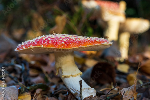 Red poisonous mushroom in the forest