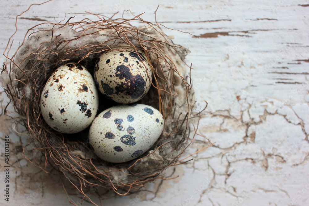 Obraz premium Real nest with quail eggs on old cracked white wooden background. Top view, copy space