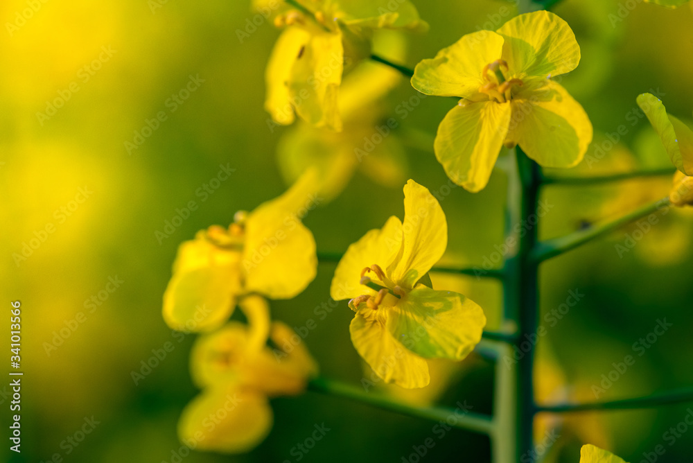 Rapeseed flower closeup. Colza (canola) plant for green energy, oil industry and honey plant. Rape seed flower macro view on blurred background. Rapeseed flower closeup. Colza (canola) plant for green energy, oil industry and honey plant. Rape seed flower macro view on blurred background.