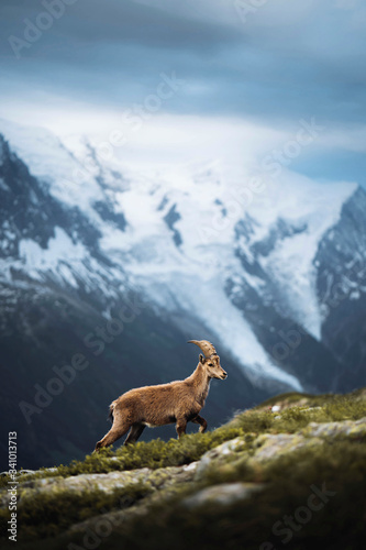 Fototapete Wilde Ziege in den Alpen - Nikkel-Art.de