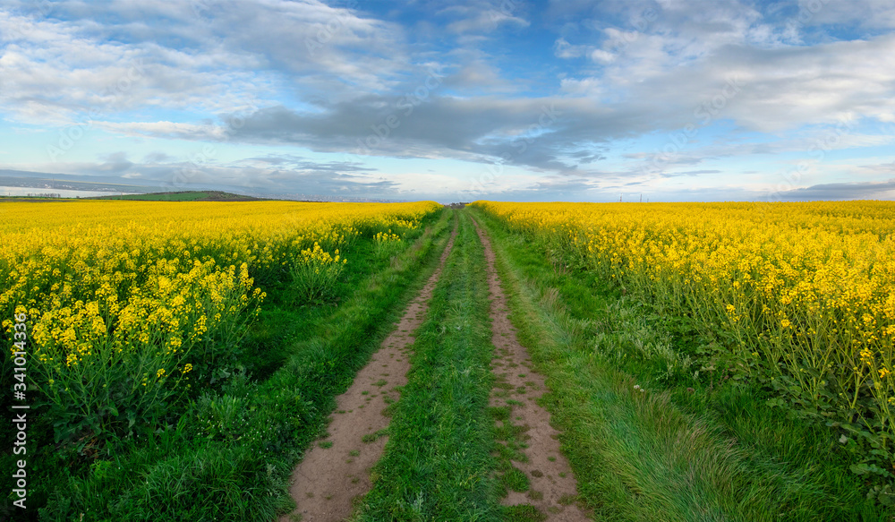 Rapeseed field with pathway, Blooming canola flowers panorama. Rape on the field in summer at sunset. Bright Yellow rapeseed oil