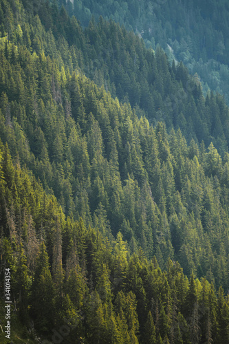 Forest in Chamonix