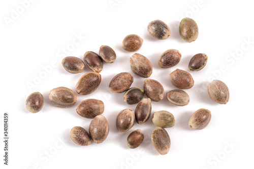 Photography Hemp  seeds