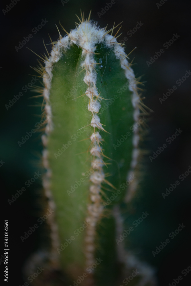 pequeño cactus verde en el jardín