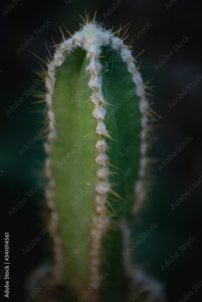 pequeño cactus verde en el jardín pequeño cactus verde en el jardín