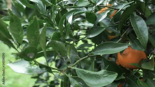 Picking tangerine from tree
