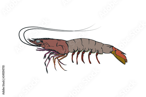 Vector Illustration design element of Prawn, Shrimp isolated on white background.
