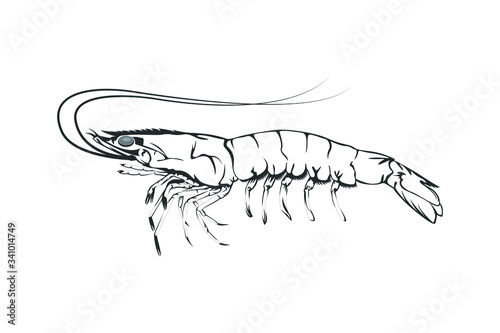 Vector Illustration design element of Prawn, Shrimp isolated on white background.
