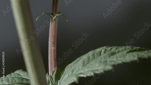 Macro close up of Meadowsweet stem and leaves (7) photo