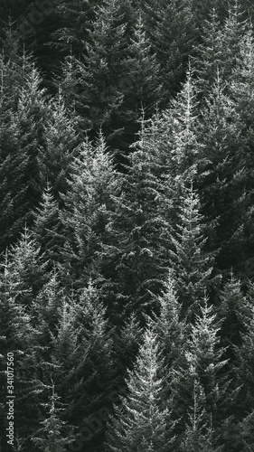 Forest phone background