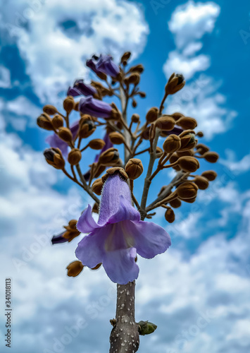 Purple bells of the Paulownia felt tree against the blue sky and white clouds