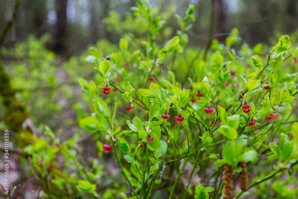 Young red bilberry on bush. Bright natural blueberry shrubs. Green fresh leaves. Healthy food background. Picking blueberries in the forest. Recreational leisure Young red bilberry on bush. Bright natural blueberry shrubs. Green fresh leaves. Healthy food background. Picking blueberries in the forest. Recreational leisure