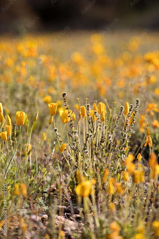 Mexican Poppies