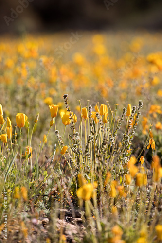 Obraz na płótnie Mexican Poppies w salonie