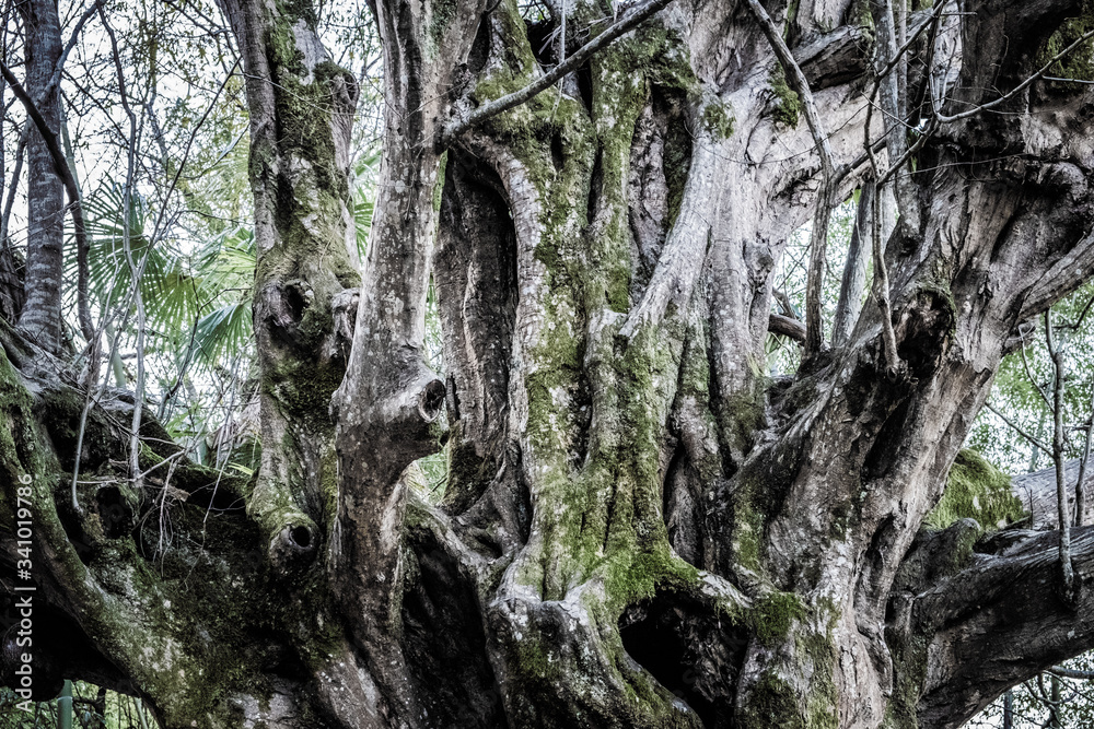 Abstract background of trees, branches, bark, leaves. Textural background from vegetation, fauna. Botanical Garden. Georgia.	