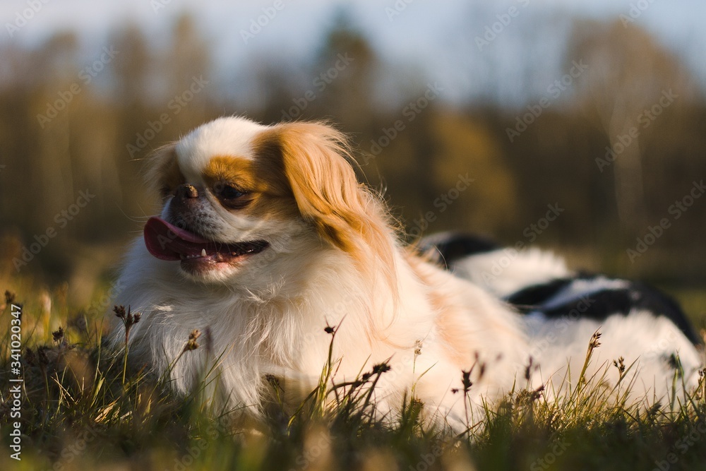dog on the grass japanese chin