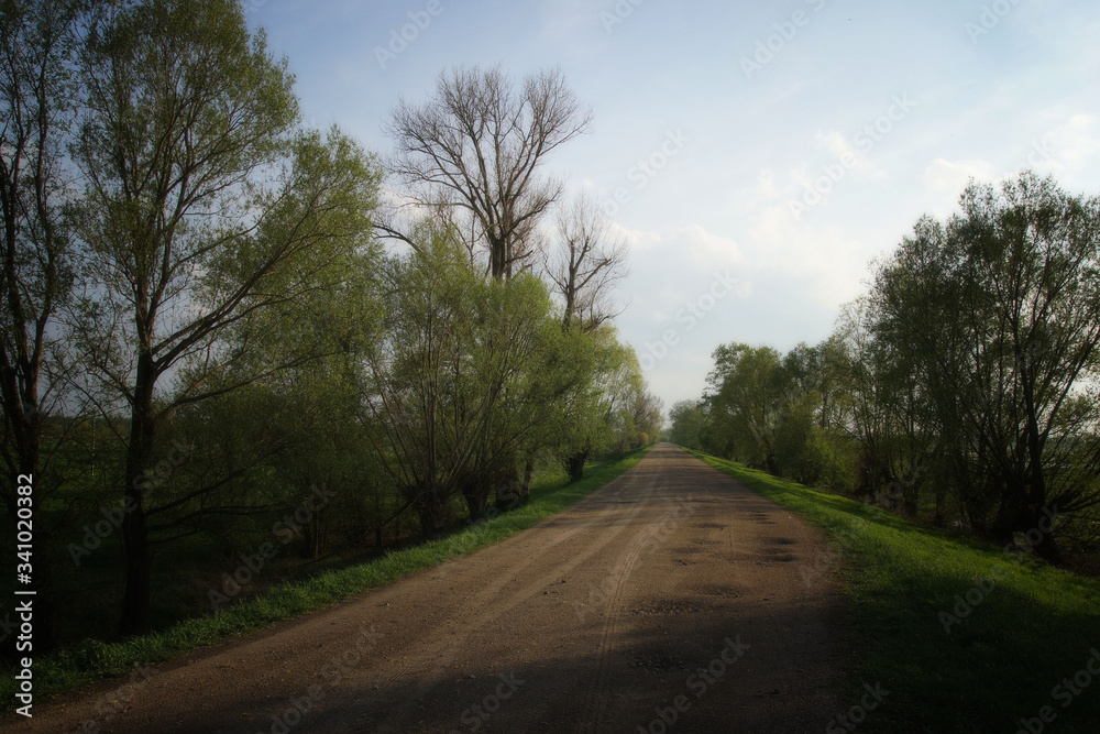 Country road, evening and spring: walk in las rays of setting su Country road, evening and spring: walk in las rays of setting su