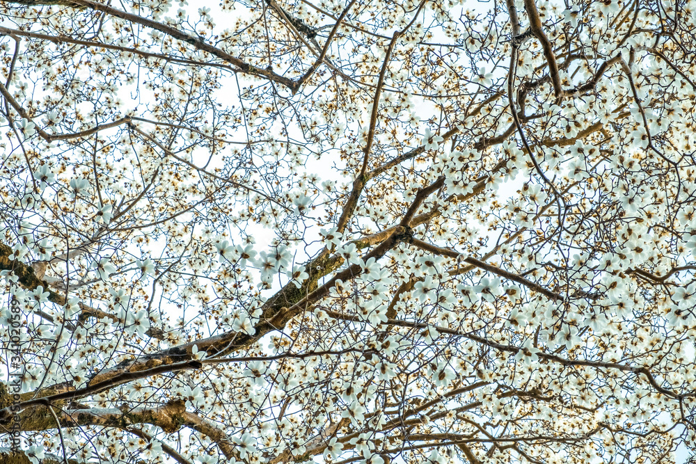 Abstract background of trees, branches, bark, leaves. Textural background from vegetation, fauna. Botanical Garden. Georgia. Abstract background of trees, branches, bark, leaves. Textural background from vegetation, fauna. Botanical Garden. Georgia.