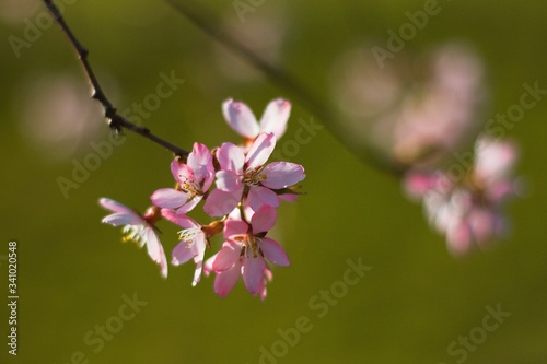 close up of pink flowers