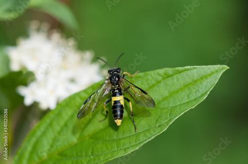 Wespe auf Blatt © Manfred Stöber