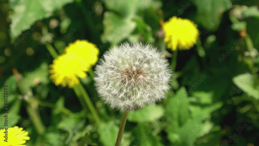Puffy dandelion close up shaken by the wind Puffy dandelion close up shaken by the wind