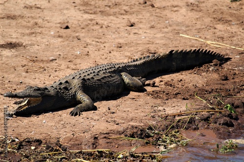 crocodile mouth open on the ground