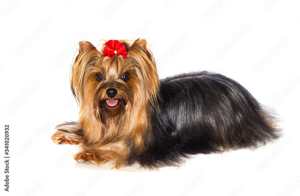 Yorkshire Terrier dog lies on a white background Yorkshire Terrier dog lies on a white background