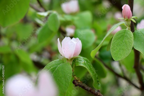 Pink blossoms on a quince tree in a garden. Selective focus.